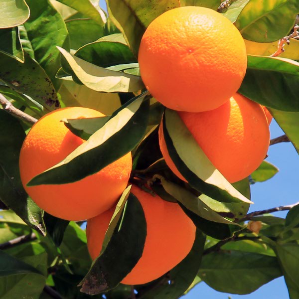 Fruta Royal | Ruim 25 jaar ervaring in de import en export van vers fruit